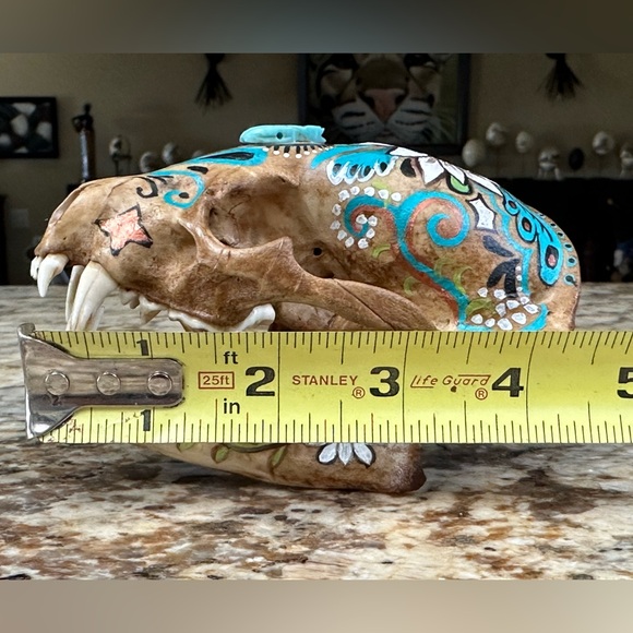 American Badger skull handpainted art skeletons  turquoise OOAK home decor - Picture 7 of 8